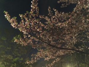 2018.04.03 お花見BBQ_180406_0001