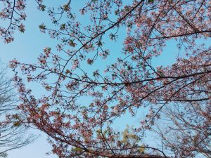 2018.04.03 お花見BBQ_180406_0030